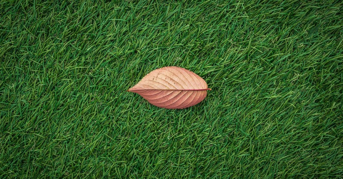 Maintenance of synthetic grass