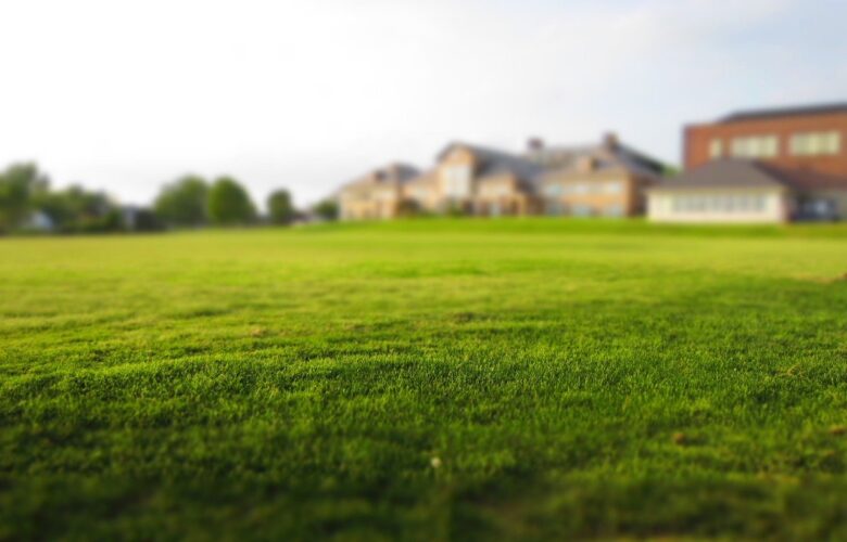 Preparing to plant a lawn: what you need to know