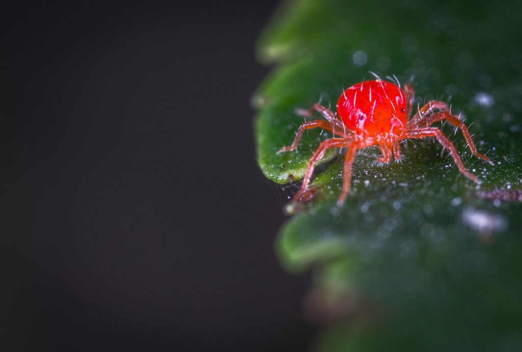 How To Prevent Spider Mites On Indoor Plants