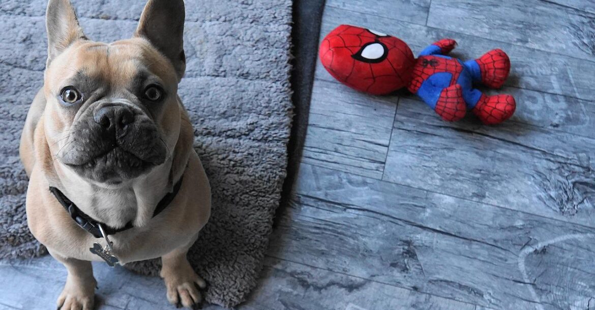 Aspects You Need To Know If You Are Getting Yourself A French Bulldog
