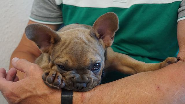 buying a French bulldog