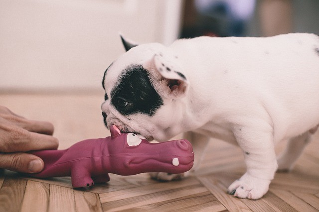 housing conditions do French bulldogs