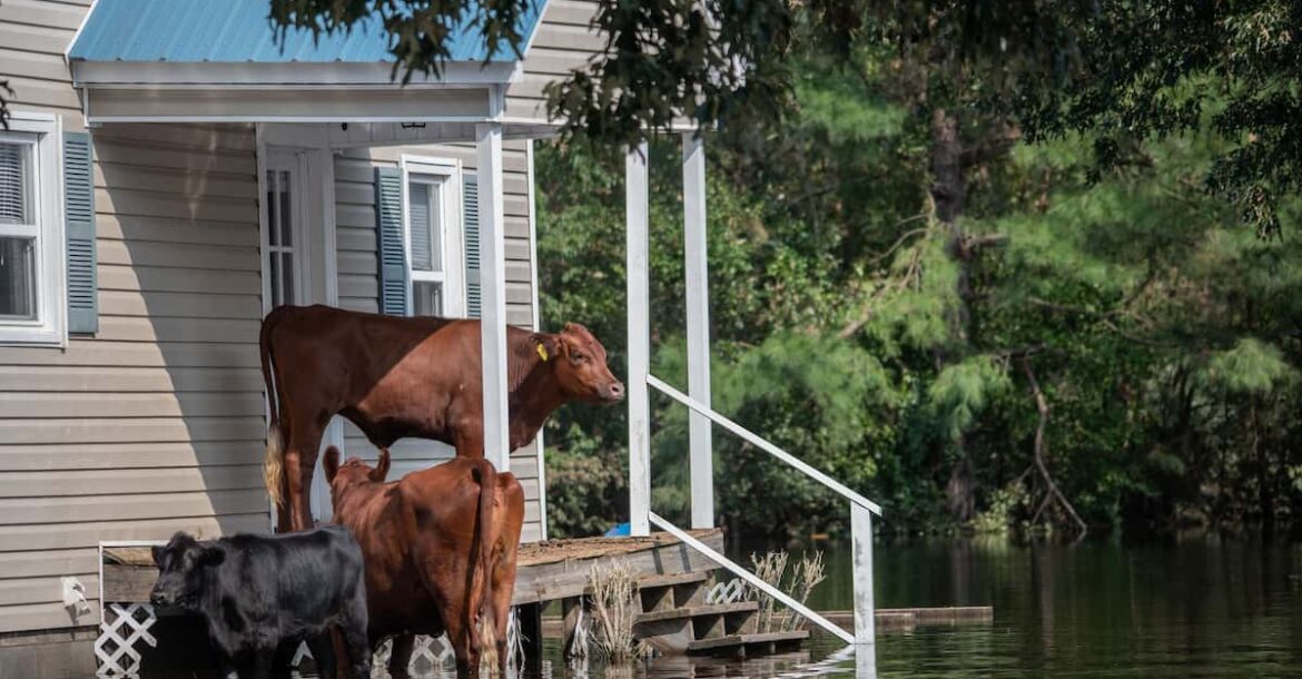 cows are saved from flooding on the porch of the house