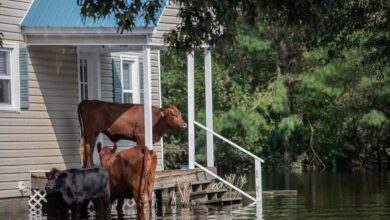 cows are saved from flooding on the porch of the house