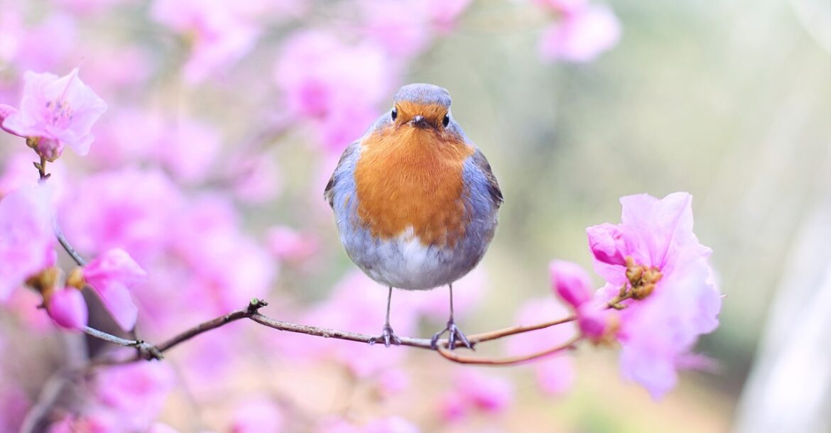 How to Attract Robins to Your Garden in the UK