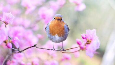 How to Attract Robins to Your Garden in the UK