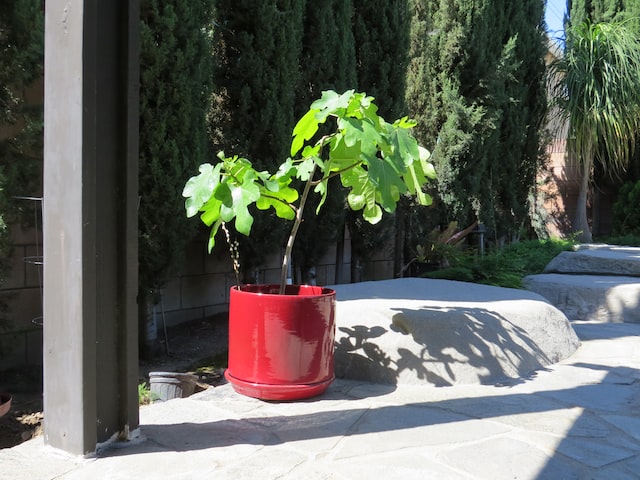 Green plant in red pot