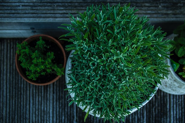 Plants On The Front Porch