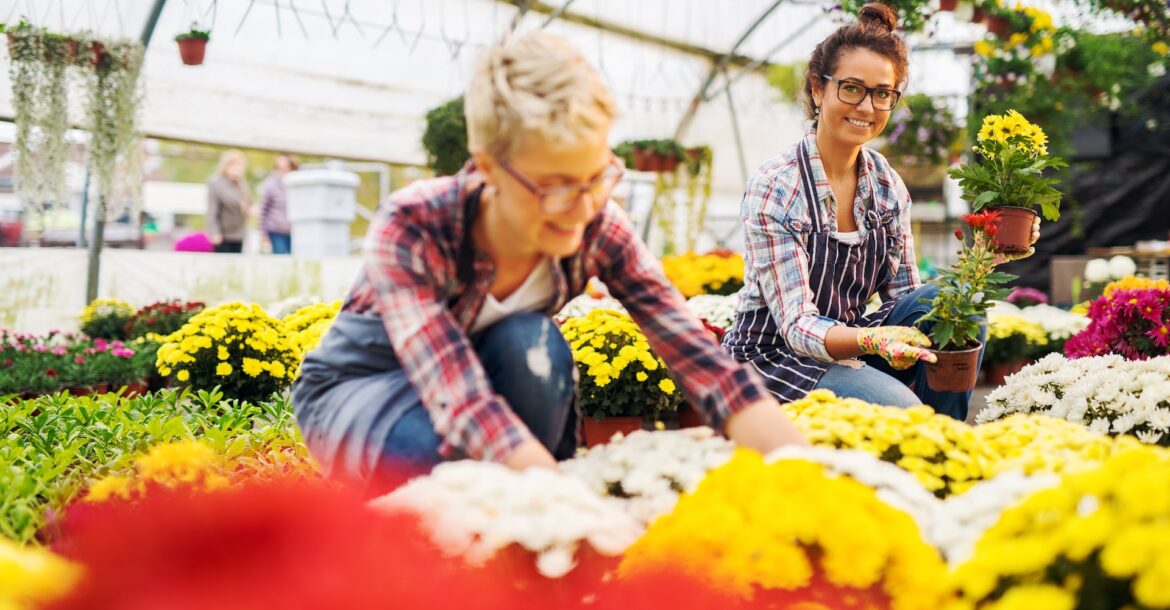 Two pretty attractive busy florist girls with eyeglasses working in the sunny greenhouse