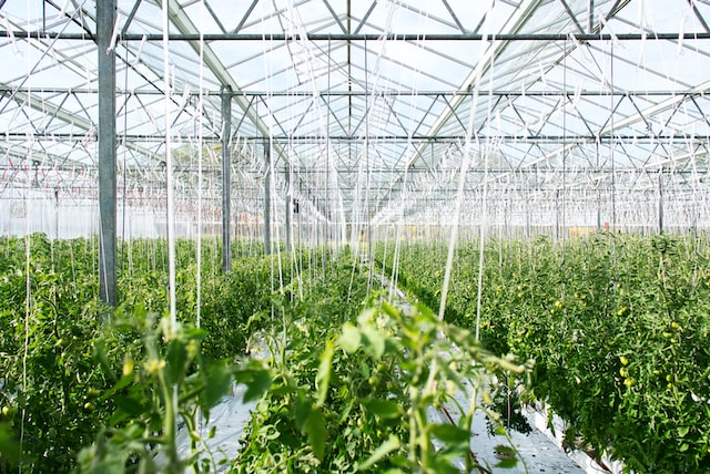 green plants in greenhouse