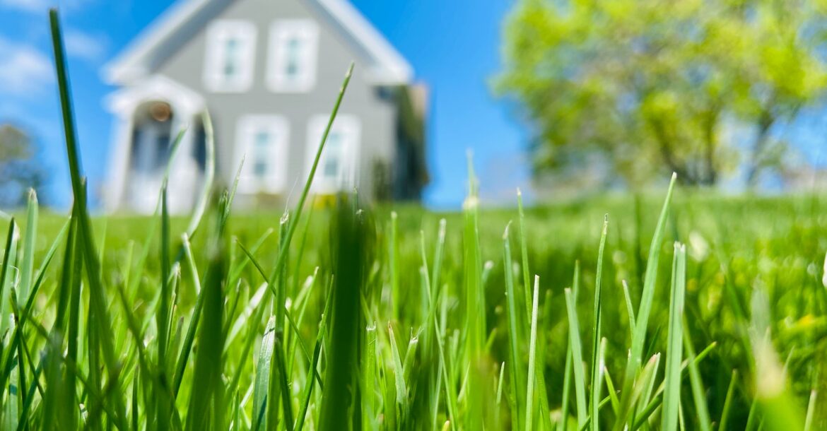 lawn close-up and a house in the background