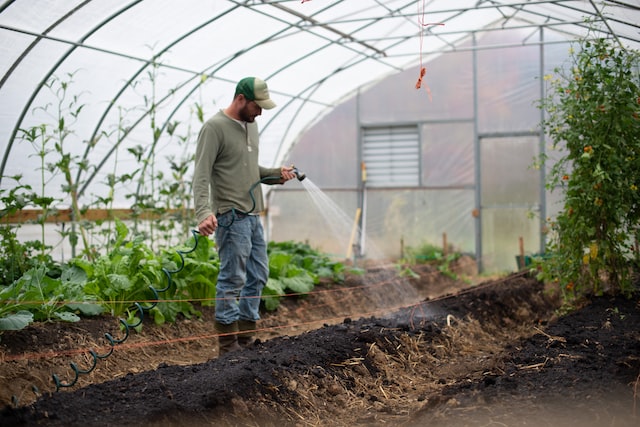 person watering plants in greenhouse