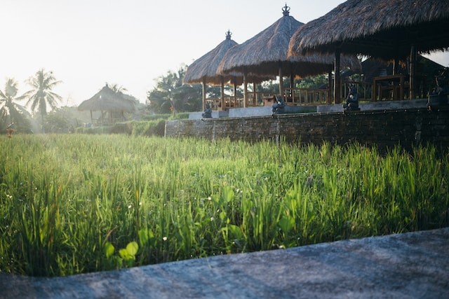 sod in the garden