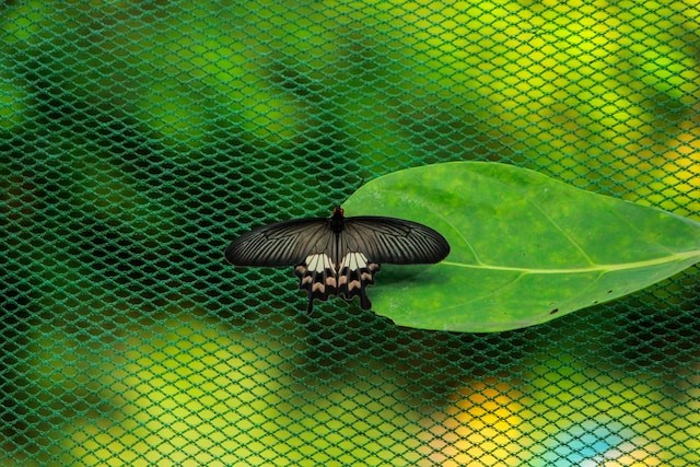 butterfly on bird net