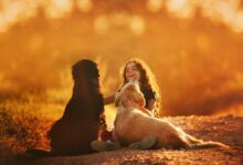 happy-girl-playing-with-dogs-on-ground