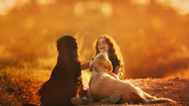 happy-girl-playing-with-dogs-on-ground